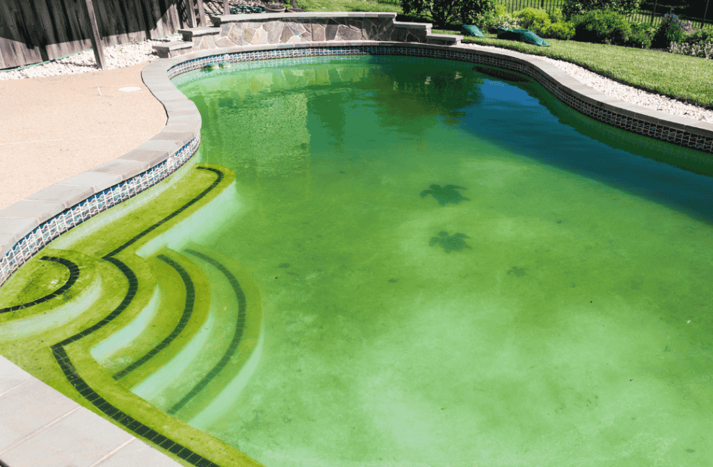 How to Get Rid of Pool Algae